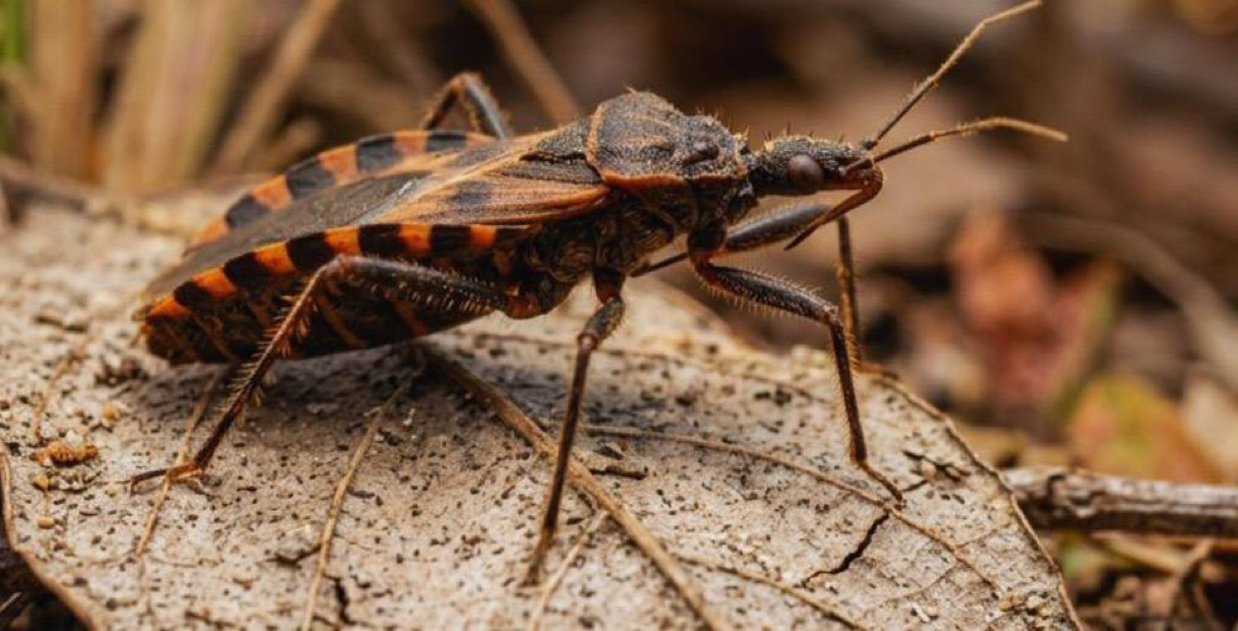 Pesquisa apoiada pela FAPDF aposta em novas tecnologias para enfrentar a doença de Chagas