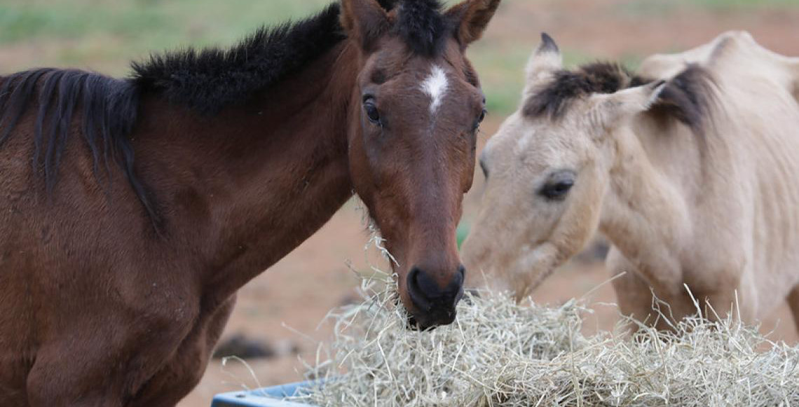 Apreensões de animais de grande porte triplicam no DF, ampliando adoções nos últimos anos