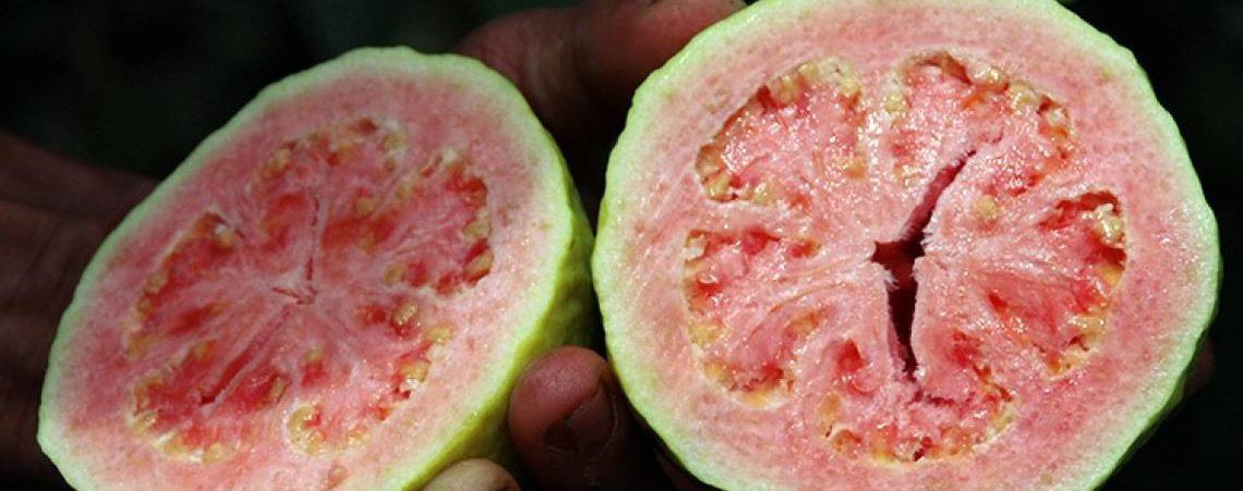 Feira da Goiaba de Brasília começa com expectativa de movimentar economia local