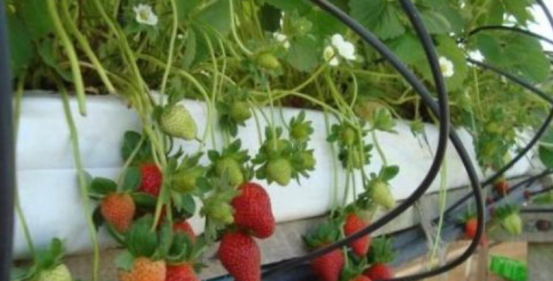 Importação de morango egípcio pelo Brasil dispara e preocupa produtores pelo país