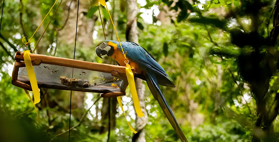 Unidades de conservação do Brasil participam de exposição na Alemanha