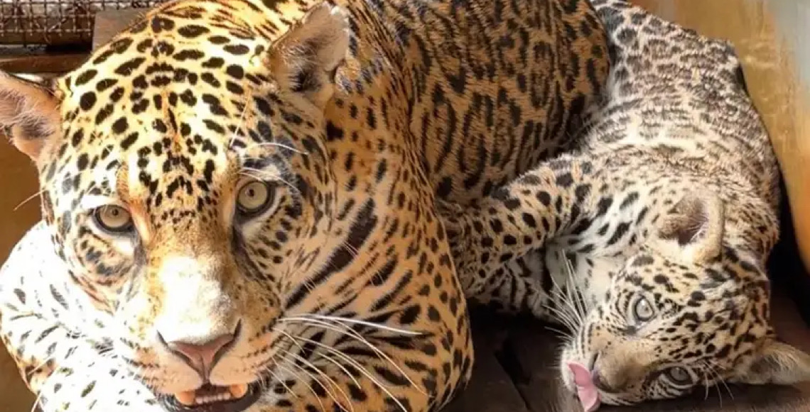 Onça-pintada nascida no BioParque Vale Amazônia ganha o nome de Xingu 