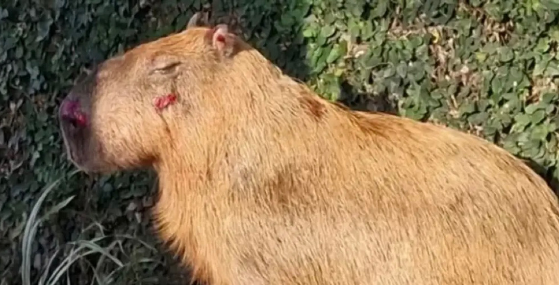 Ministério Público do RJ denuncia agressores de capivara na Ilha do Governador no Rio de Janeiro