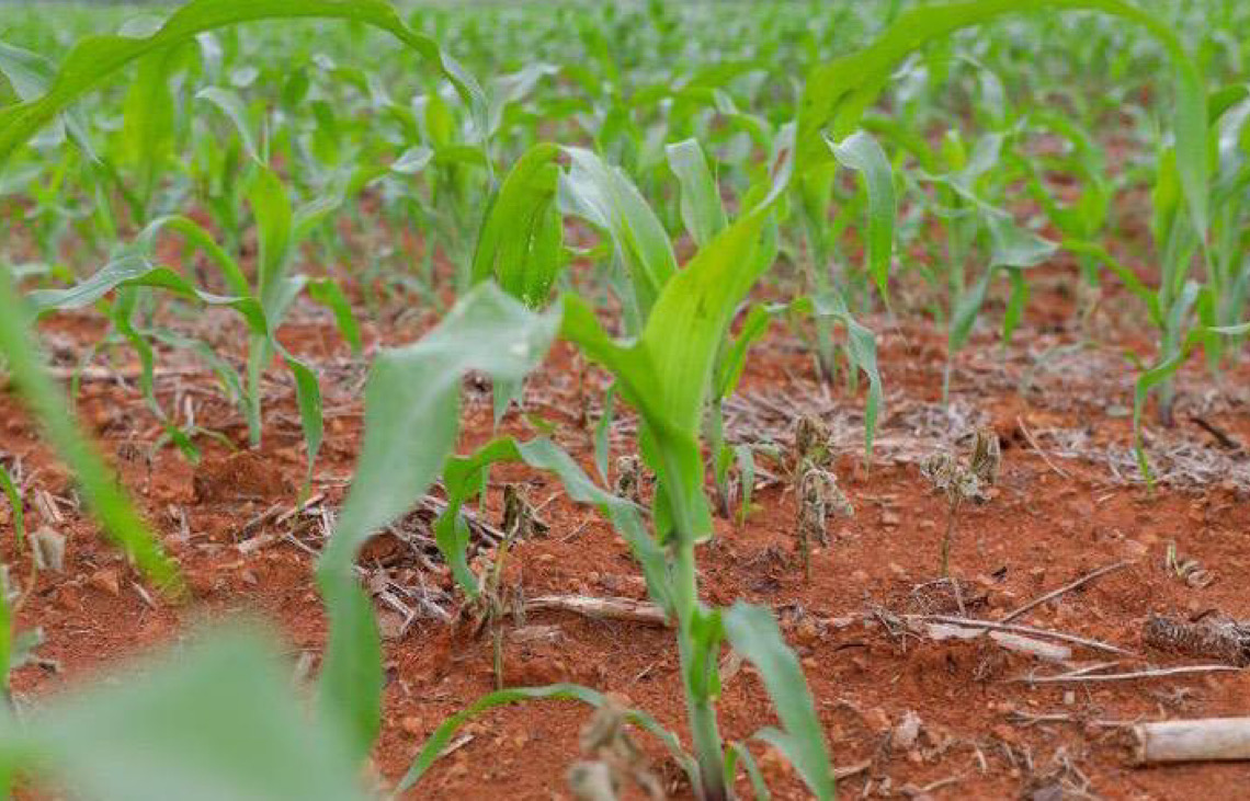 Mais de R$ 65 milhões em crédito rural impulsionam produção e transformam vida de agricultores no DF