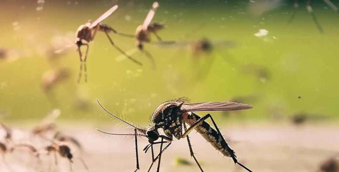 OMS nas Américas atribui aumento de casos de dengue a mudanças ambientais