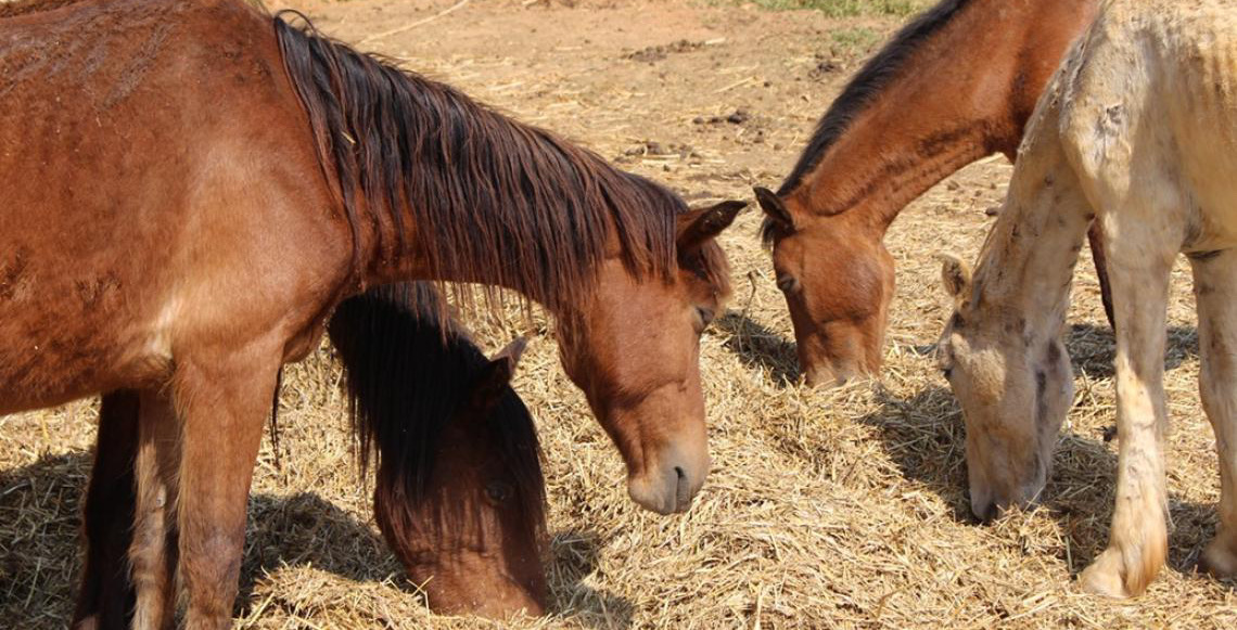 Acompanhamento online facilita processo de adoção de animais de grande porte apreendidos