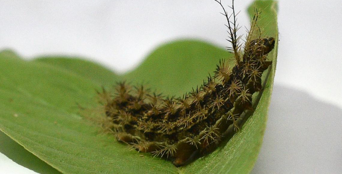 Acidentes com lagartas podem ocasionar danos graves e até mortes