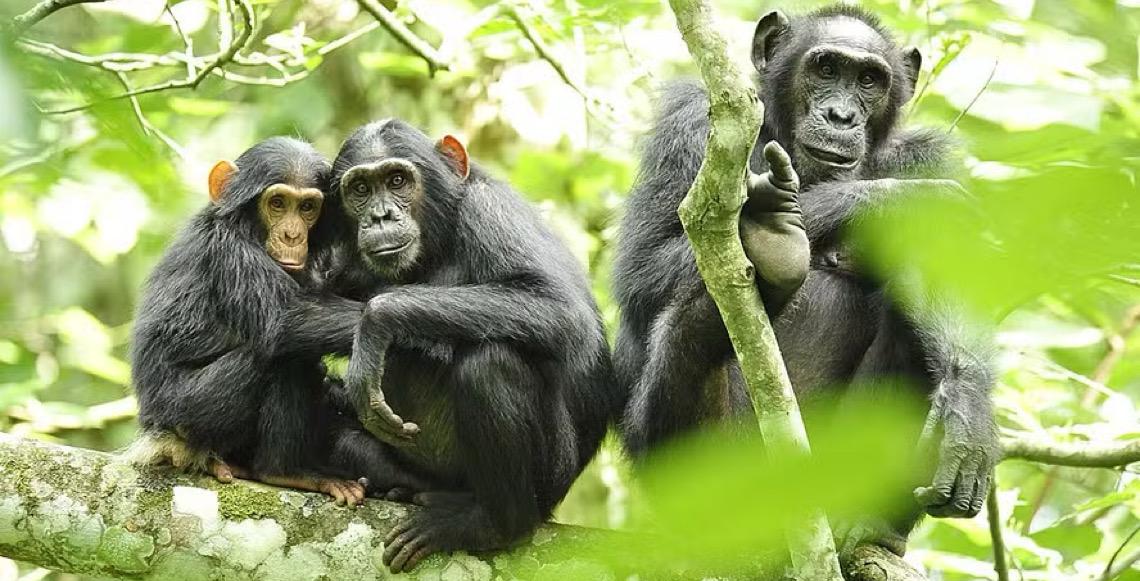 Maior grupo de chimpanzés selvagens registra divisão letal inédita em Uganda, relatam pesquisadores