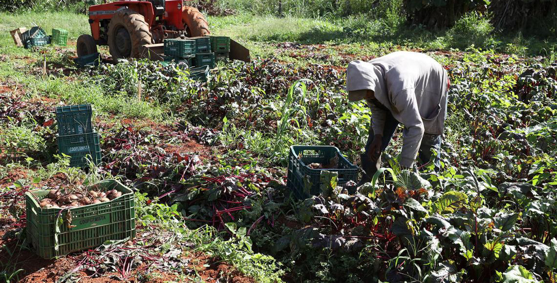 Agricultura familiar ganha espaço na rede pública de ensino e movimenta quase R$ 184 milhões no DF