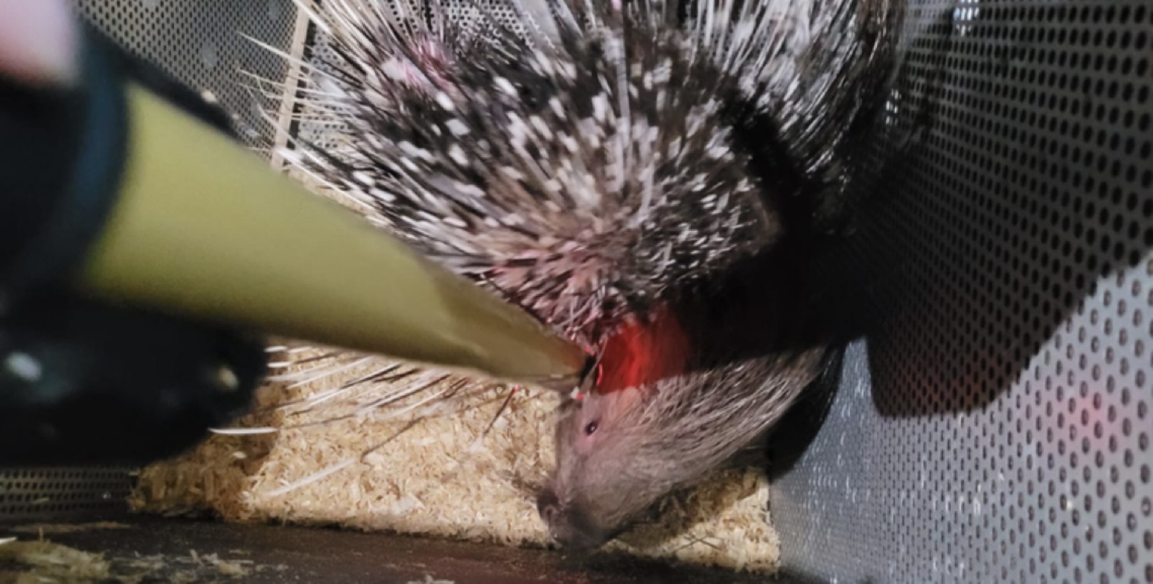 Zoológico de São Paulo recebe porcos-espinhos nativos da África