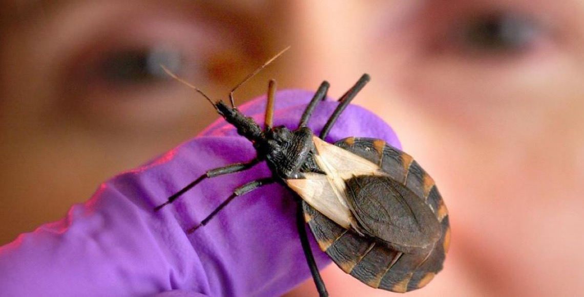 Dia Mundial de Combate à Doença de Chagas foca em estigmas sobre mulheres