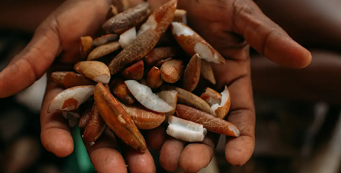 Instituto oferece bolsas para estimular bioeconomia amazônica 