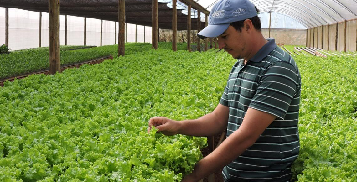 Divulgado relatório da produção agropecuária 2025, destaque para a produção de alface e tomate no DF