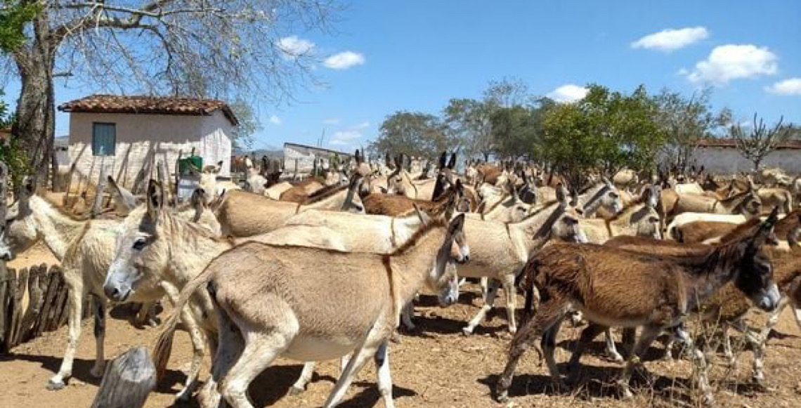 Justiça Federal aponta maus-tratos e proíbe abate de jumentos na Bahia