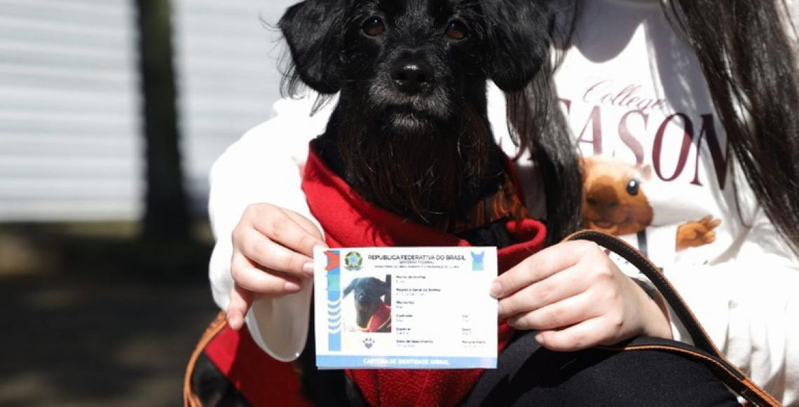 1 ano: ProPatinhas e SinPatinhas tem 1,3 mi de cães e gatos em 98,3% dos municípios