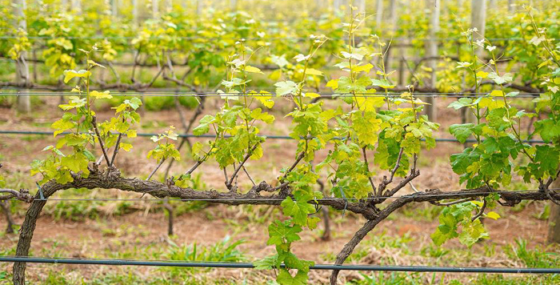 Com rótulos premiados no Brasil e no exterior, Vinícola Brasília consolida a capital federal no mapa do vinho