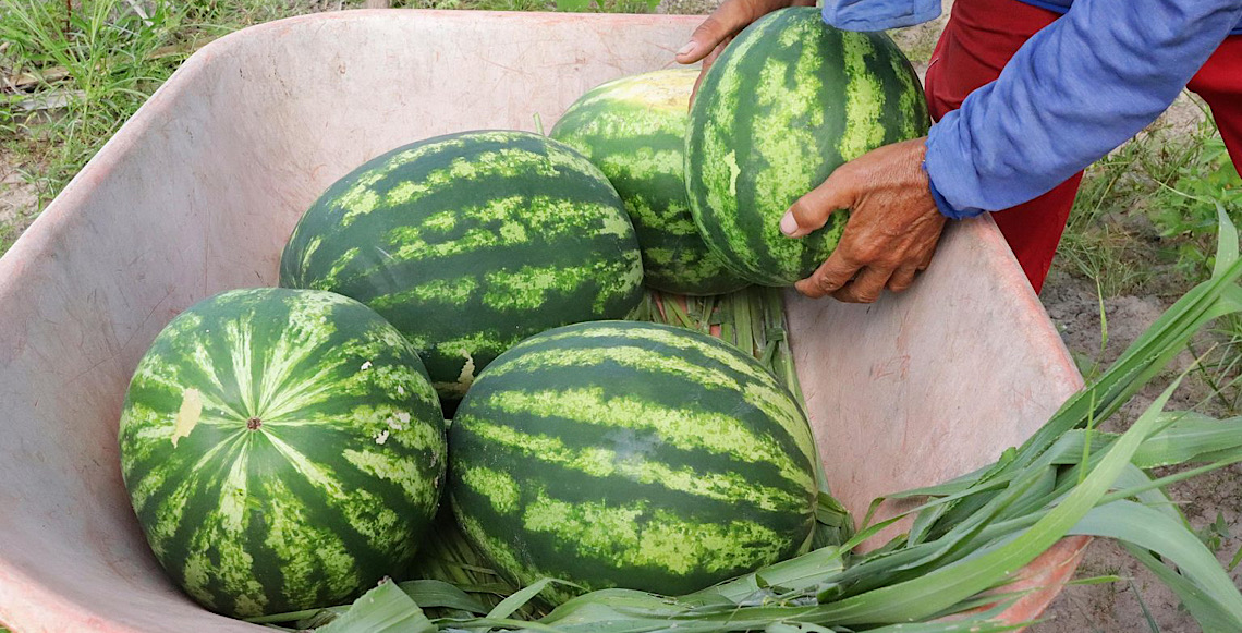 De acordo com comunicado, a Arábia Saudita abre mercado para frutas do Brasil