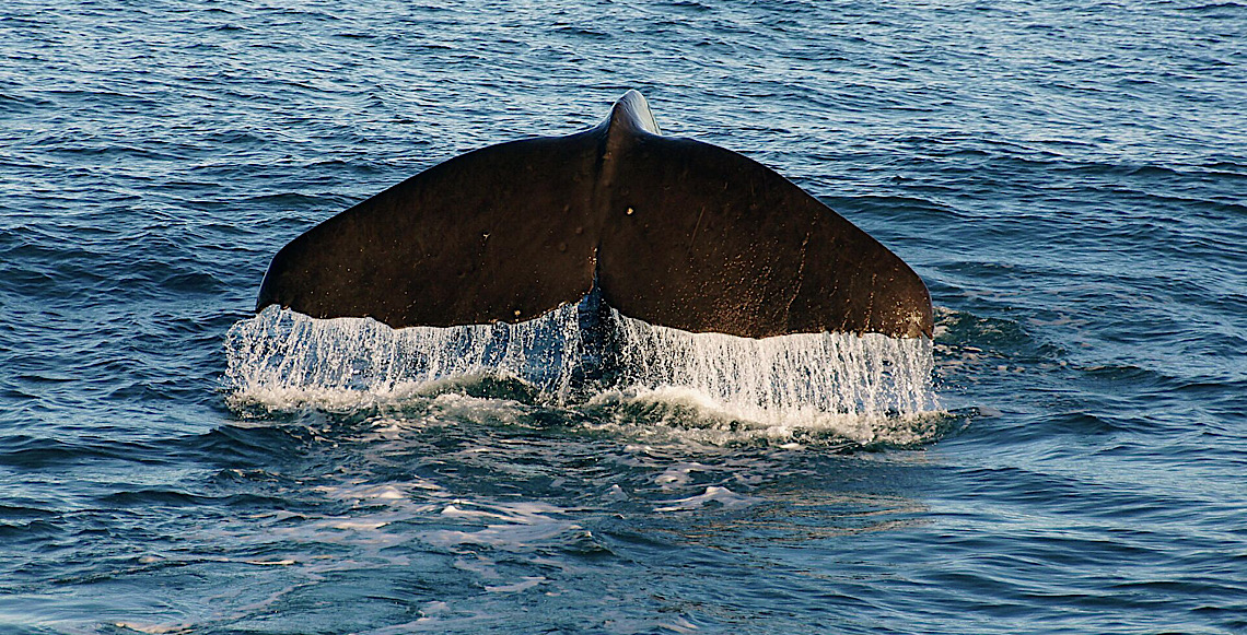 Comunicação dos cachalotes é muito semelhante à linguagem humana, diz revista científica