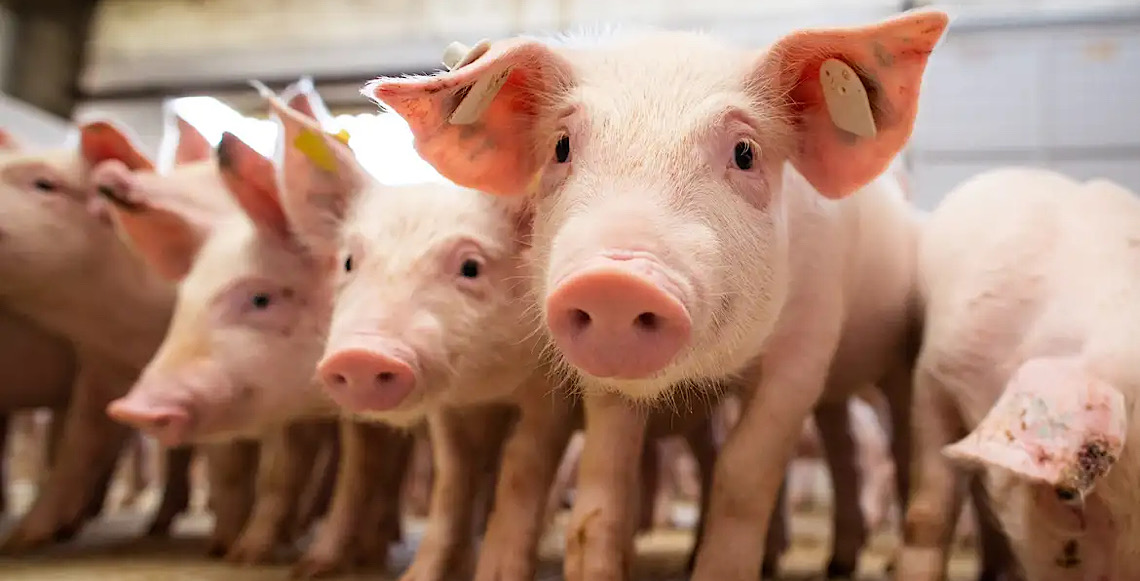 Brasileiros clonam 1º porco em projeto para transplante de órgãos suínos em humanos