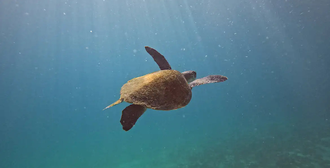 Pesquisa quer descobrir de onde vêm tartarugas que vivem em Arraial 