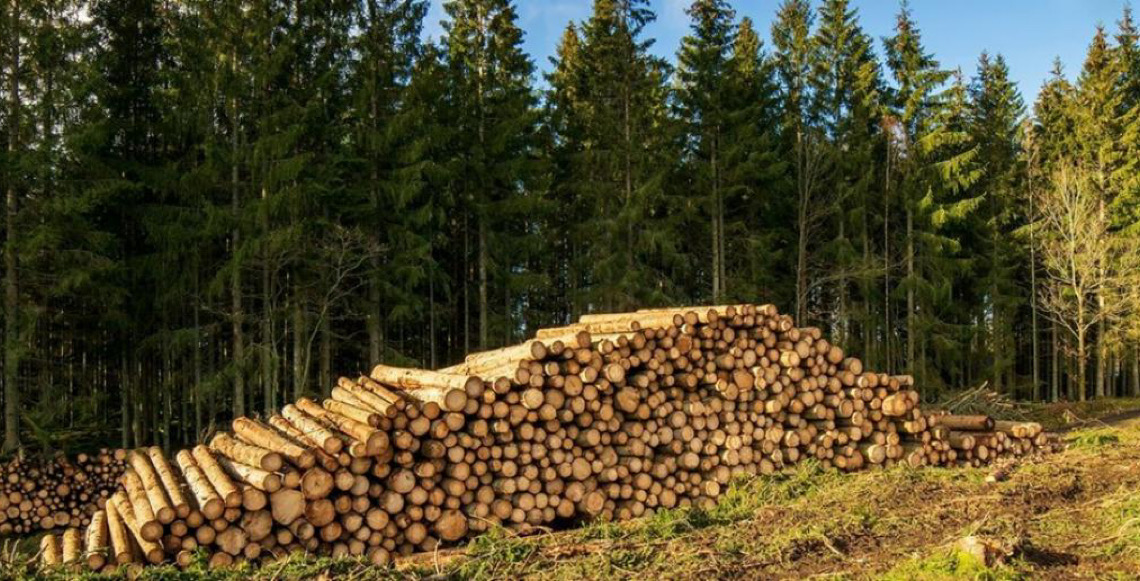 No Dia Internacional da Mãe Terra, ONU pede restauração de ecossistemas