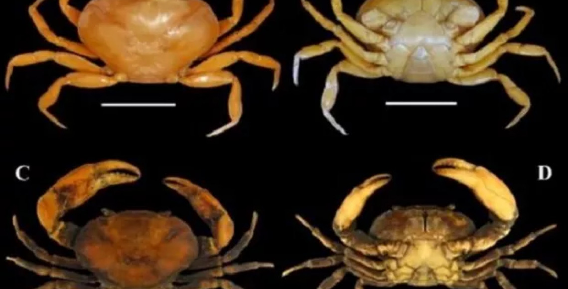 Novo gênero de caranguejo é descoberto a 1.730 m de altitude na amazônia