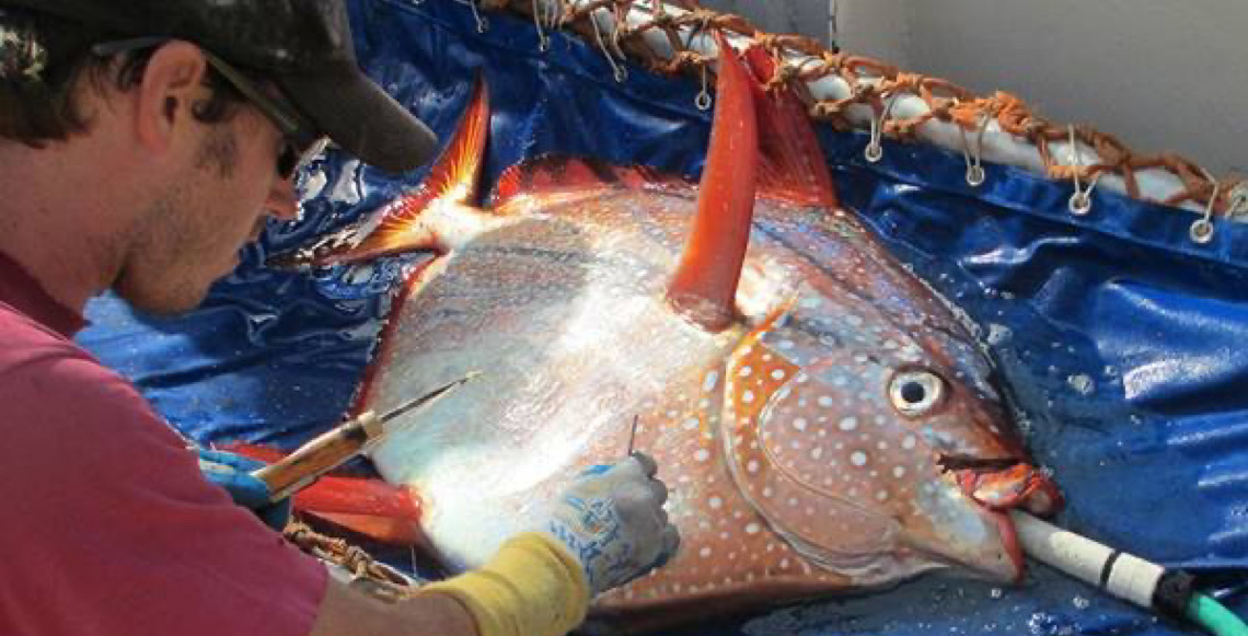 Peixes de 'sangue quente' podem superaquecer com crise climática
