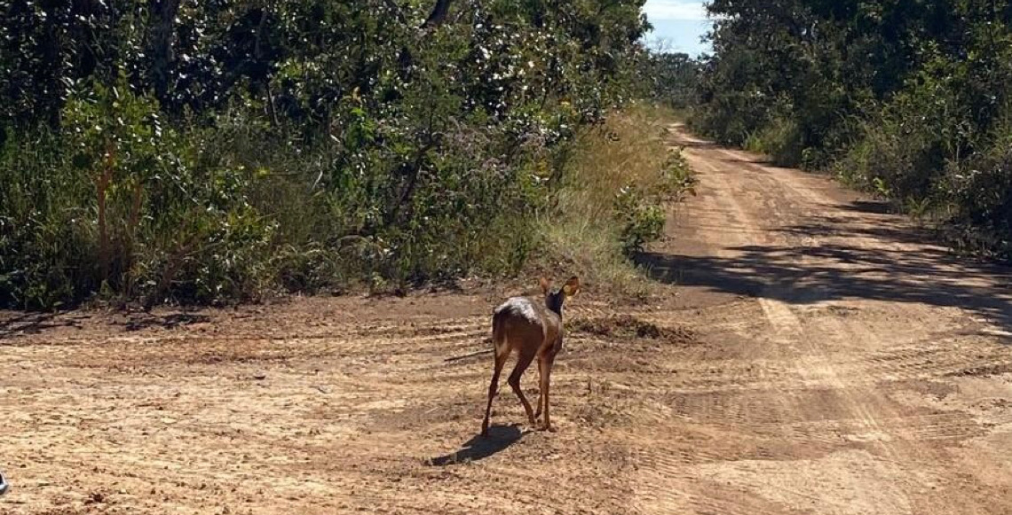 Fêmea de veado-catingueiro recebe alta do Hfaus e volta à natureza