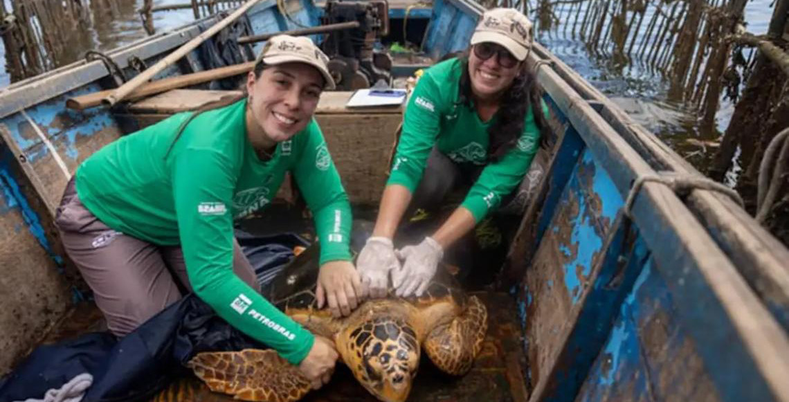Tartarugas-cabeçudas reaparecem na Baía de Guanabara, no Rio de Janeiro