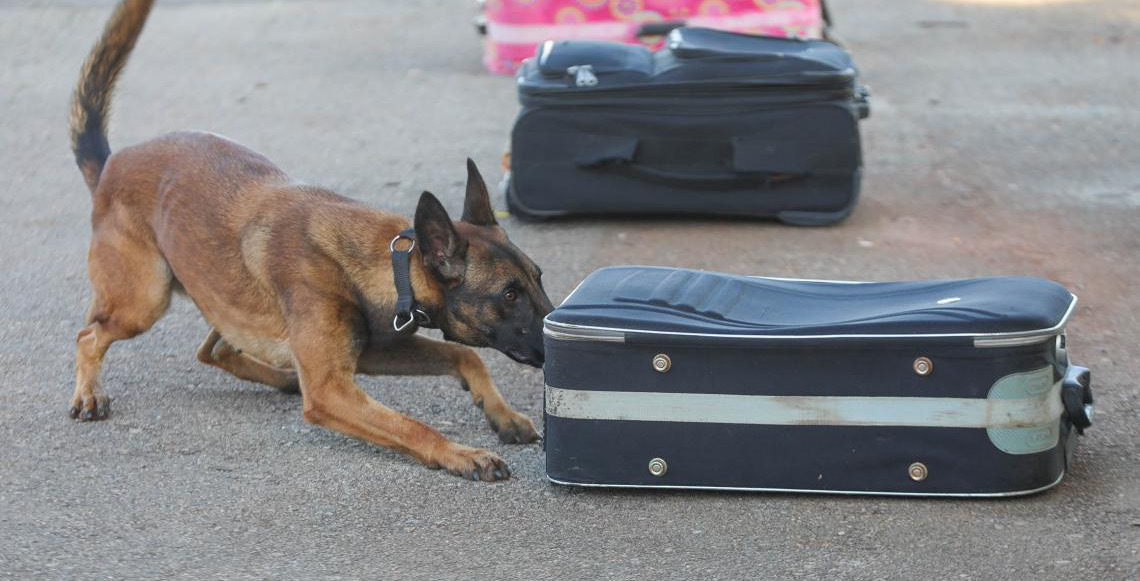 Cachorros policiais do BPCães ampliam capacidade de atuação no Distrito Federal