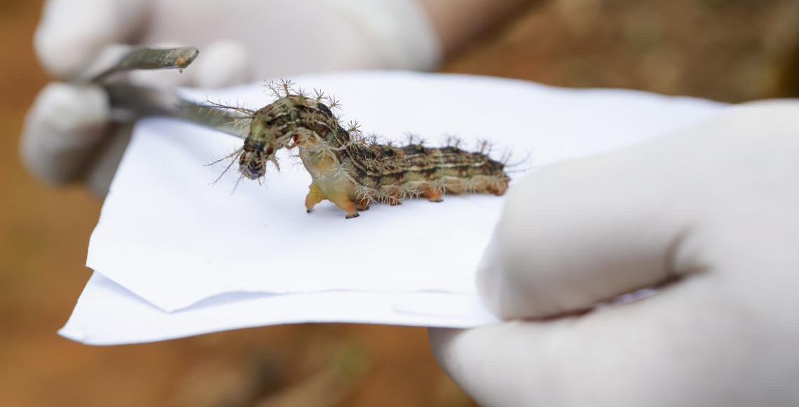 Lagartas são recolhidas no Lago Sul, Distrito Federal para produção de soro antiveneno