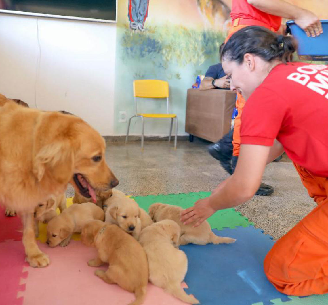 Filhotes de golden retriever iniciam jornada como futuros cães-guia no DF