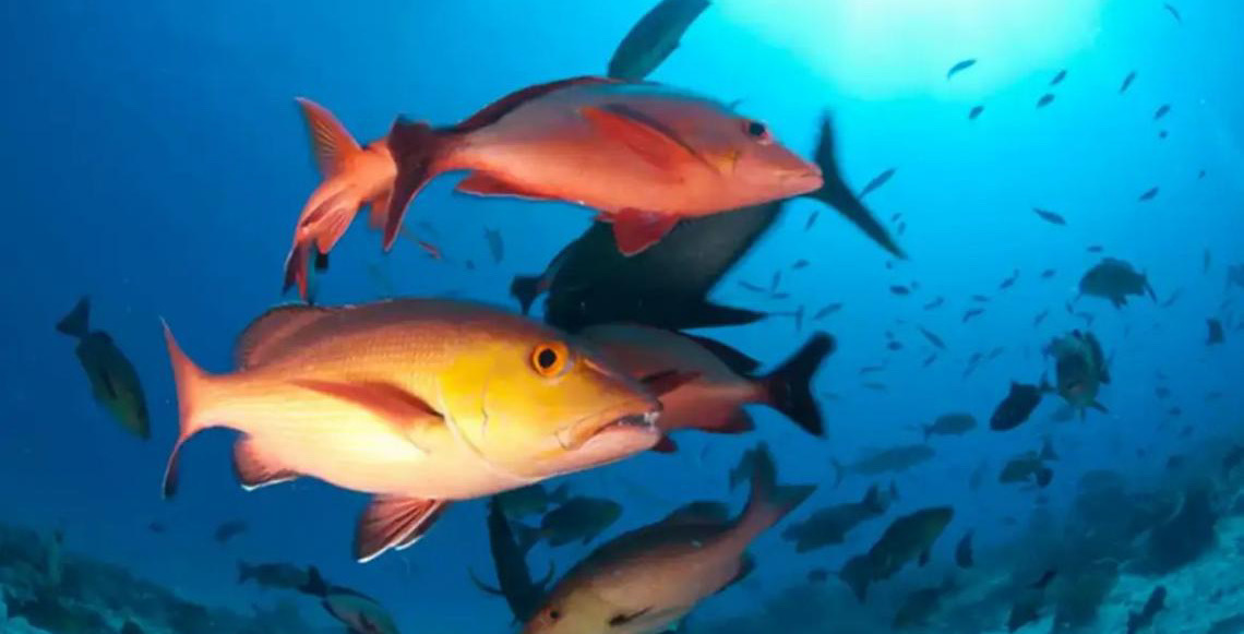 Lista de peixes e invertebrados ameaçados de extinção é atualizada