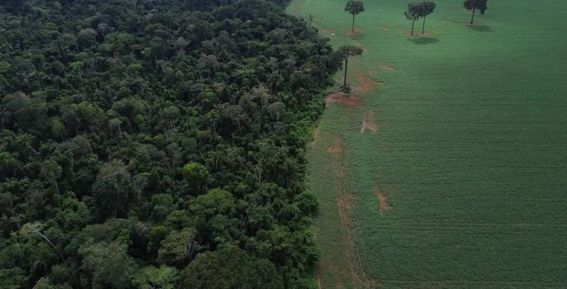 Brasil reduz em 42% perdas florestais em 2025, aponta balanço do Global Forest Watch