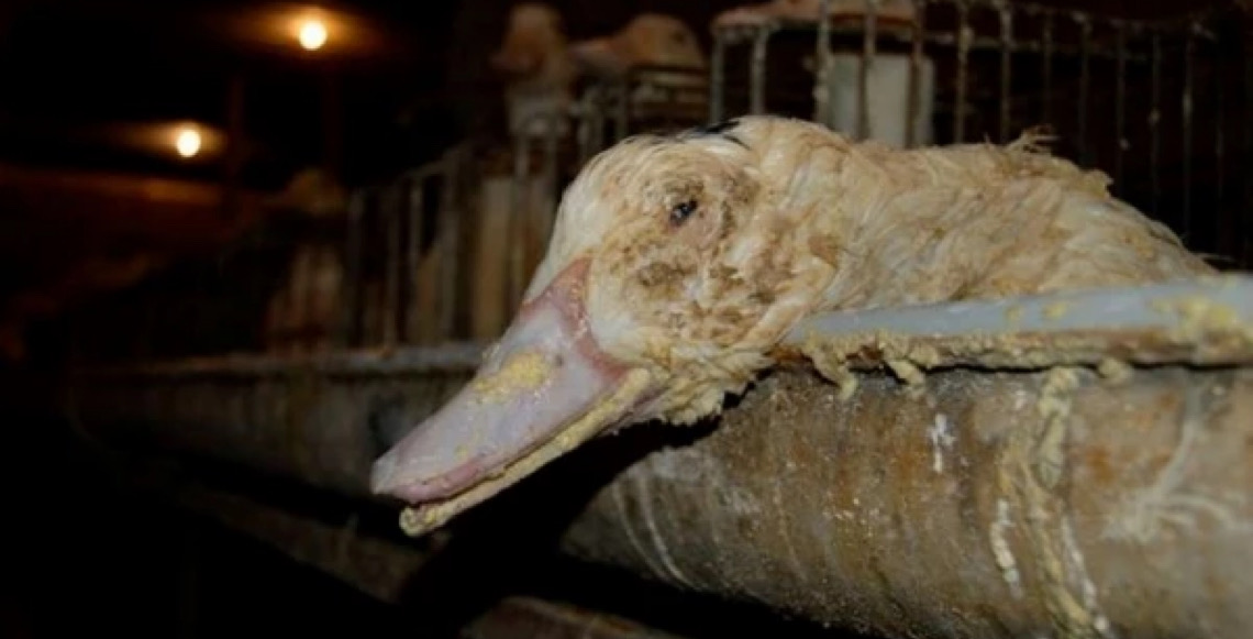 Importador de foie gras critica proibição e chama projeto de 'absurdo e desnecessário'