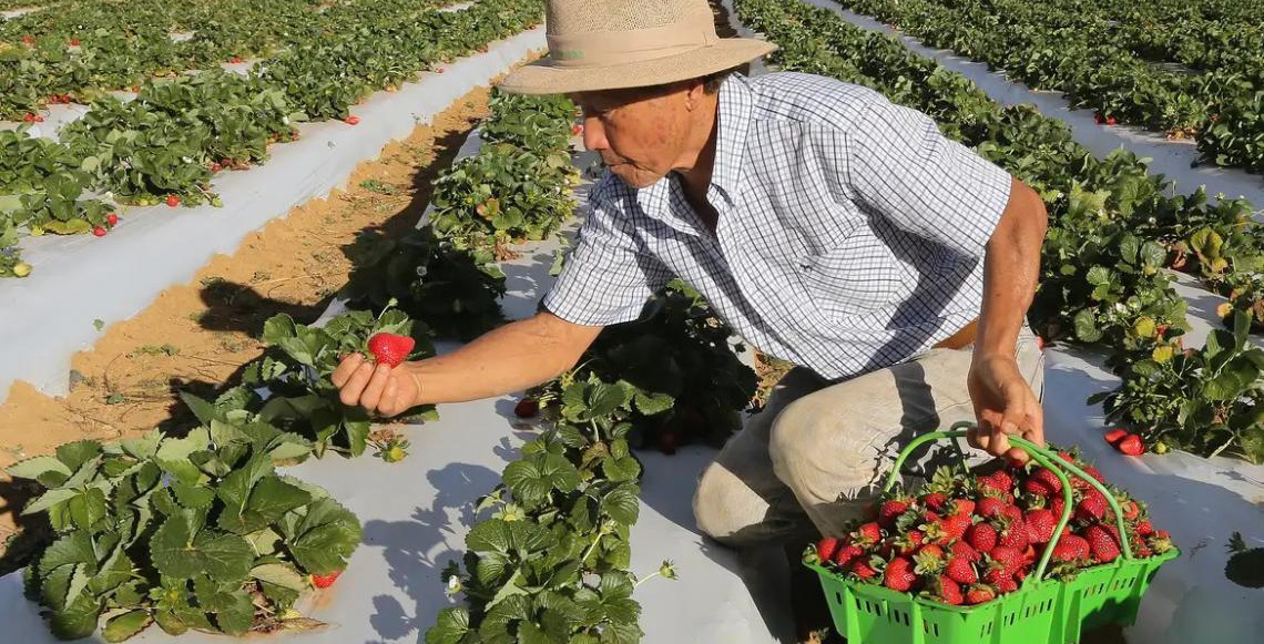 Agricultura familiar tem até dezembro para renegociar débitos pelo Desenrola Rural
