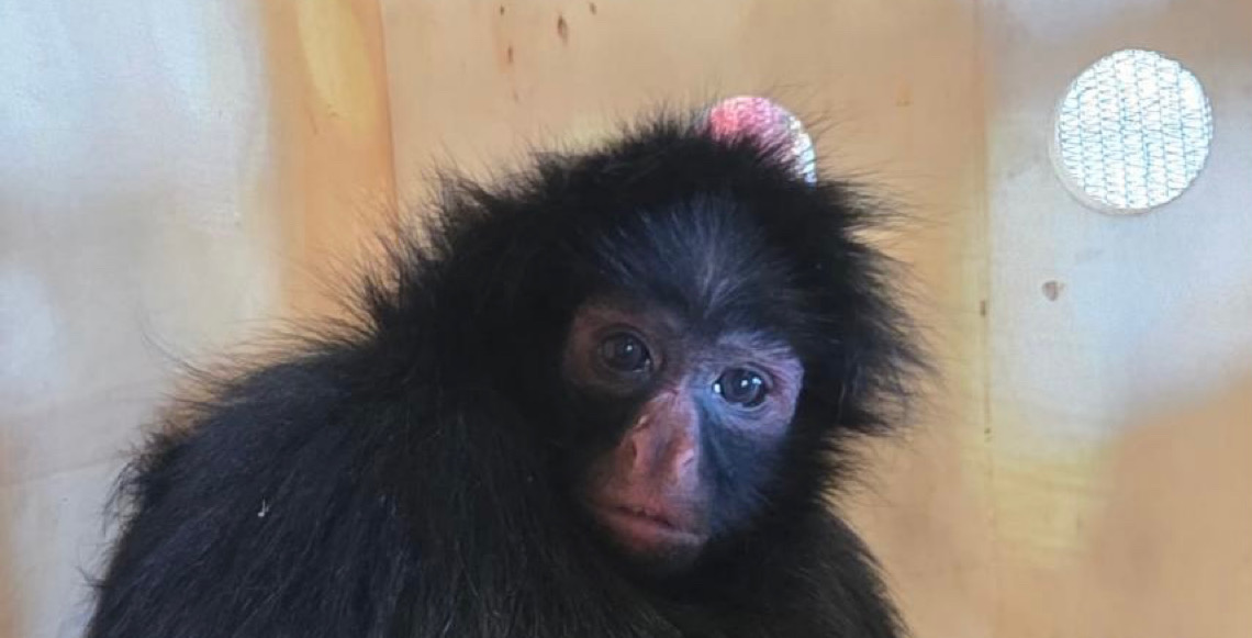 Macaco-aranha chega ao Zoo de Brasília para ajudar na conservação da espécie