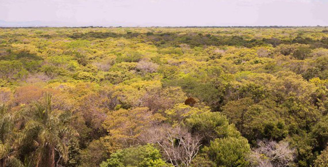 Araripe-Apodi, primeira floresta nacional do Brasil, faz 80 anos no coração da Caatinga