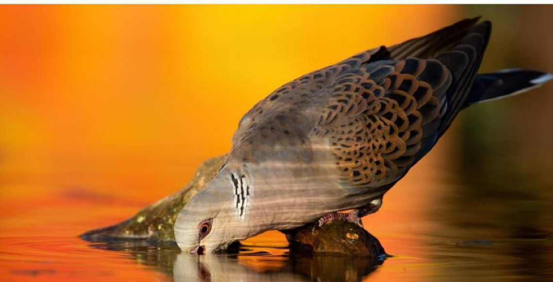Cada pessoa conta: A relevância dos dados no Dia Mundial das Aves Migratórias