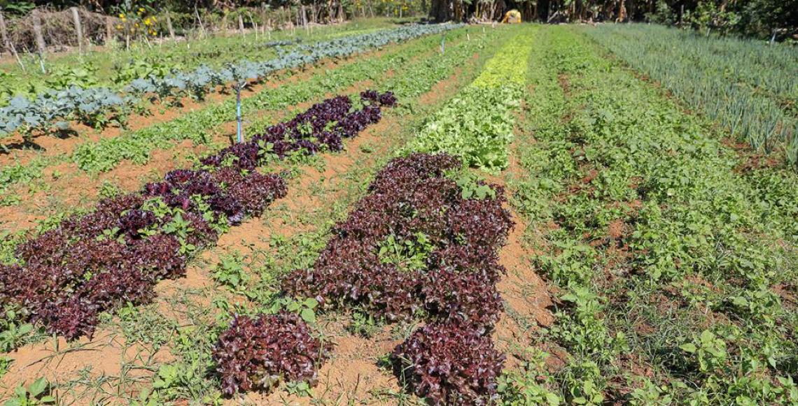 Com apoio técnico do Governo do DF, agricultores de baixa renda ampliam produção no DF