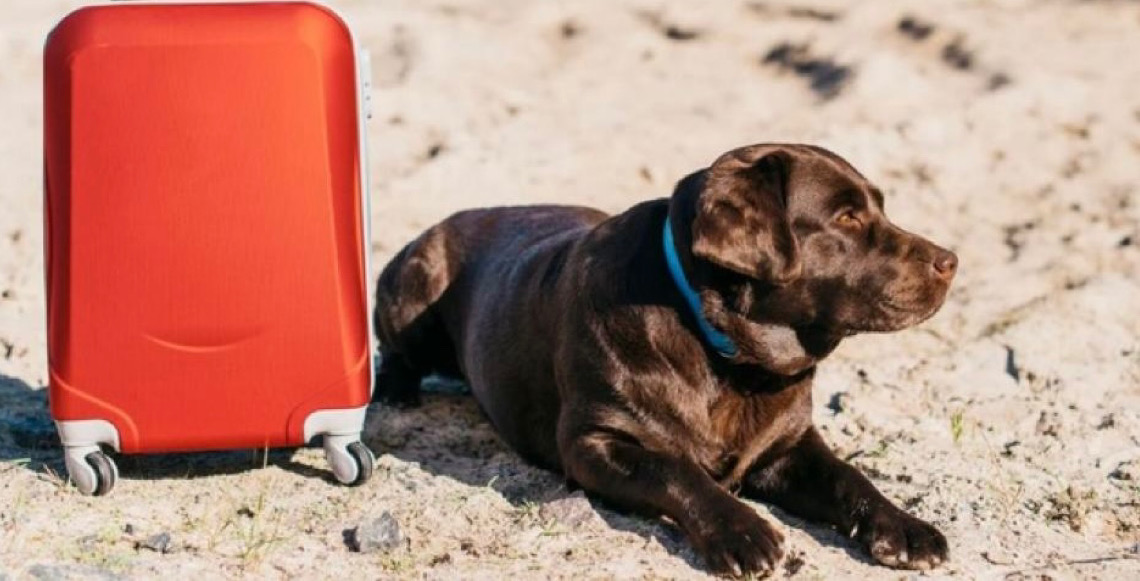 MTur divulga resultado de edital para diagnóstico e mapeamento do turismo pet friendly no Brasil
