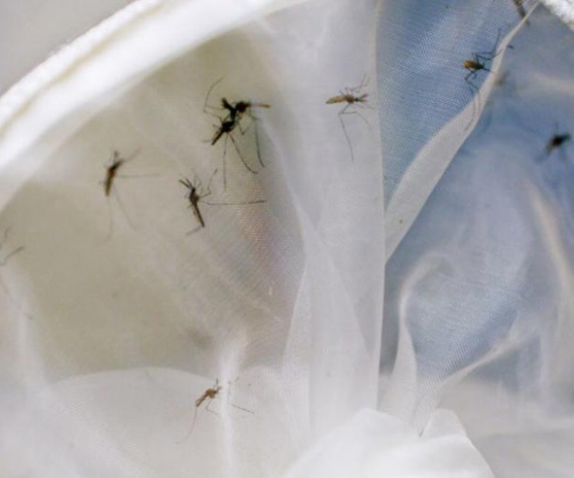Ciência e comunidade juntam-se na corrida contra a dengue nas Américas