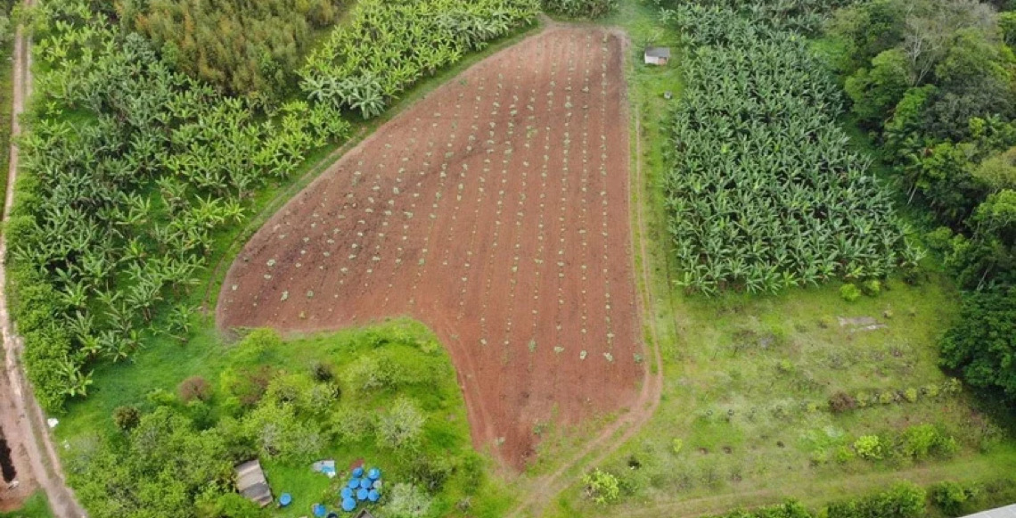 Conselho Monetário adia para 2027 bloqueio a crédito rural para produtores com desmatamento