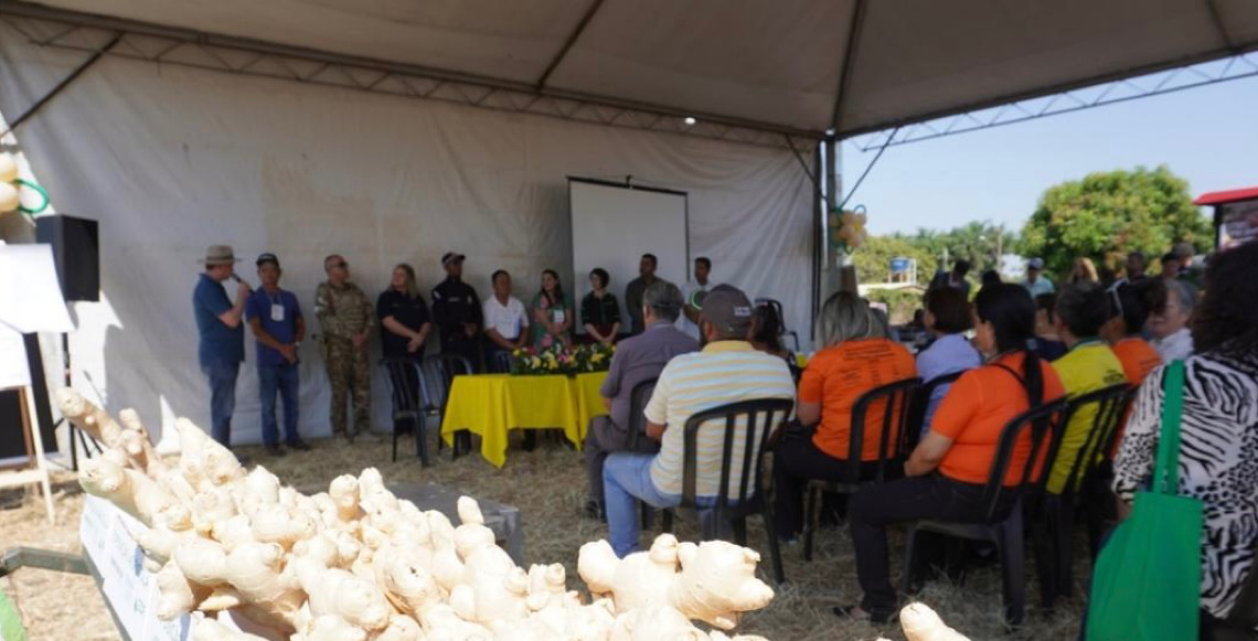 Dia Especial do Gengibre movimenta Vargem Bonita com programação técnica e cultural neste fim de semana