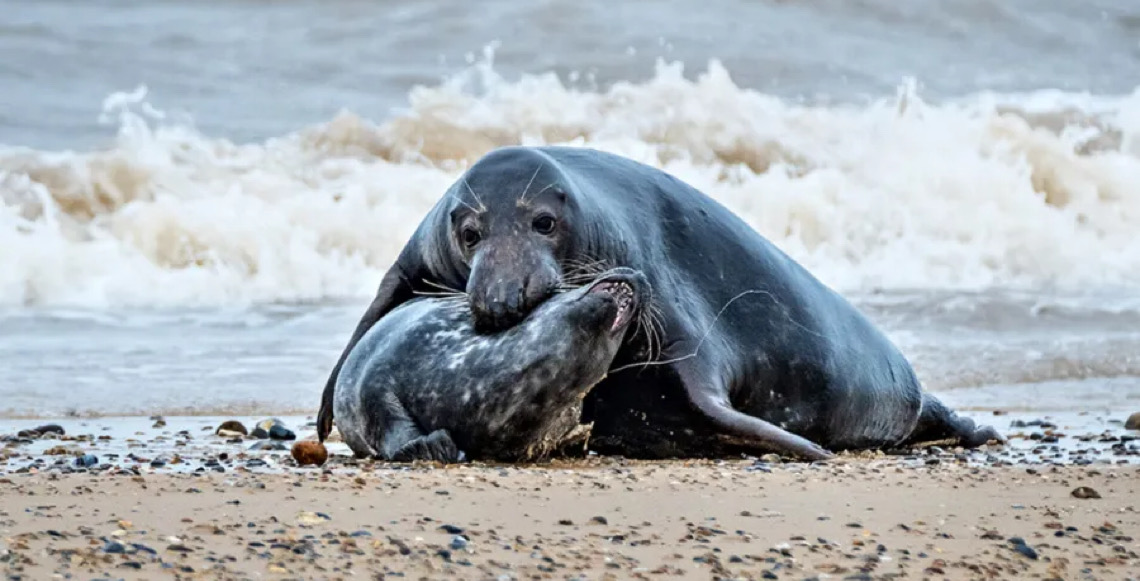 O que está matando filhotes de foca no Canadá? Verdade macabra é descoberta