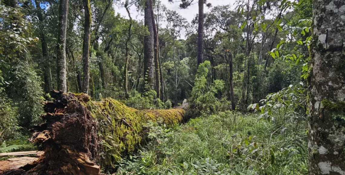 Por que cientistas tentam 'clonar' a quarta maior araucária do país