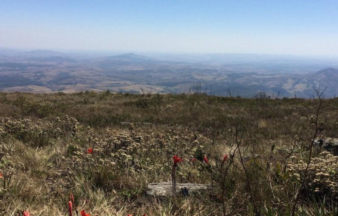 Rumo a 2030, Brasil enfatiza plano para manter floresta em pé e gerar renda