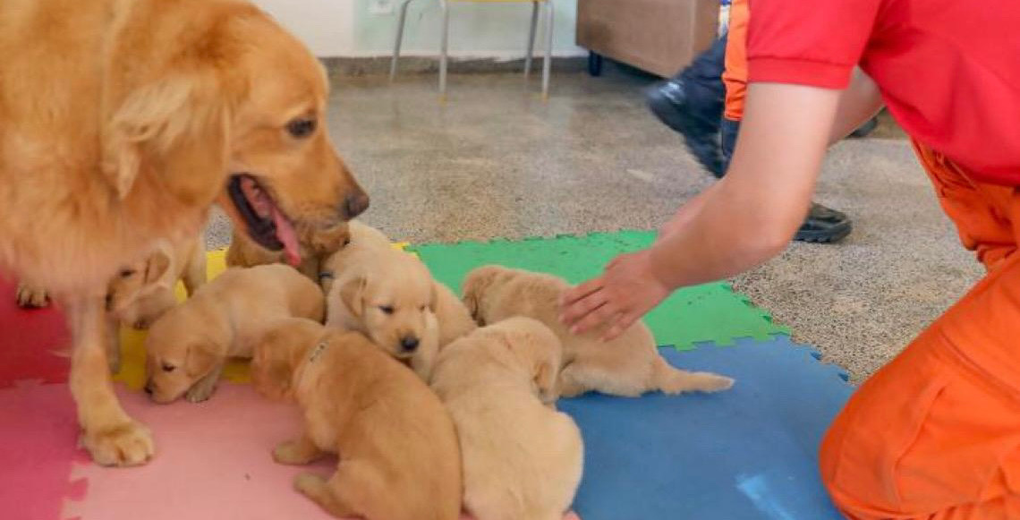 Filhotes de golden retriever iniciam jornada como futuros cães-guia no DF