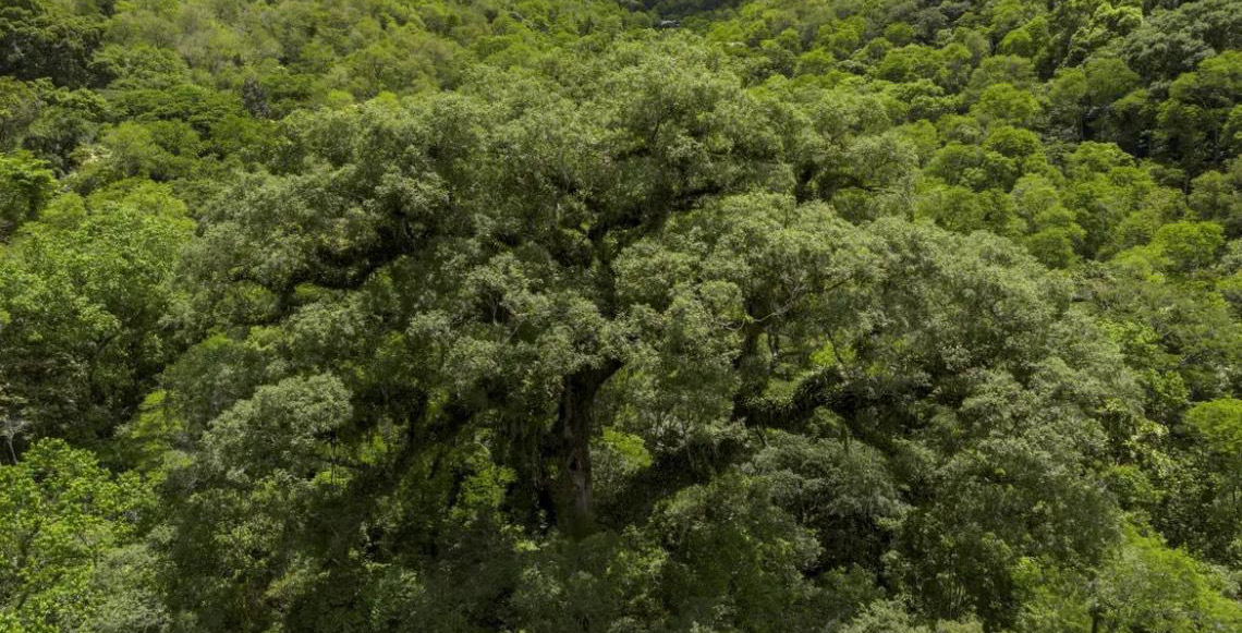 Área de desmatamento da Mata Atlântica registrou queda de 28% em um ano