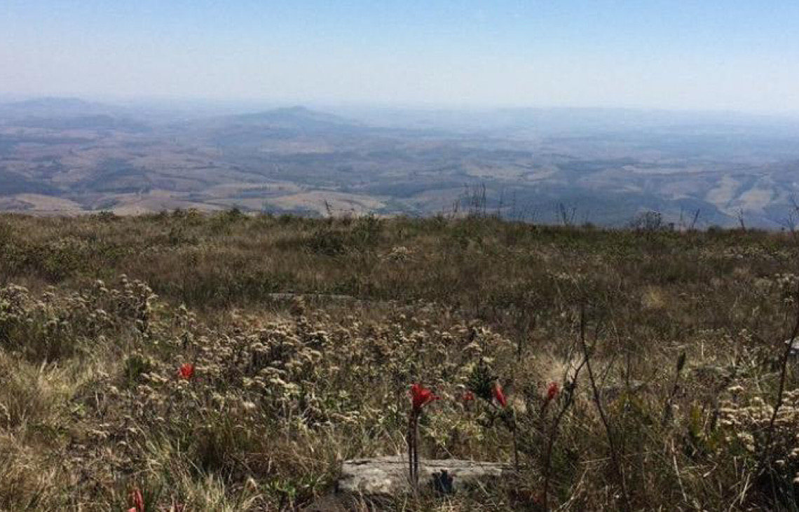 Rumo a 2030, Brasil enfatiza plano para manter floresta em pé e gerar renda anual garantida
